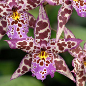 priority mail Bllra Diana Dunn Newberry orchid plant