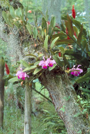 Cattleya traiane growing in Colombia