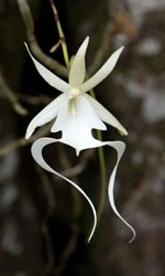 Ghost Orchid - Dendrophylax lindenii