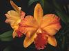 Click image for larger version
Name:	Slc_Hazel_Boyd-Elizabeth-AM-AOS.jpg
Views:	96
Size:	22.1 KB
ID:	605
