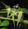Click image for larger version
Name:	Pruscifolia_9851.JPG
Views:	64
Size:	45.6 KB
ID:	632