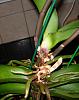 Click image for larger version
Name:	Orchid A.jpg
Views:	31
Size:	91.7 KB
ID:	757