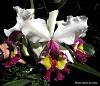 Click image for larger version
Name:	IMG_2994.JPG
Views:	87
Size:	75.6 KB
ID:	834