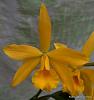 Click image for larger version
Name:	Golden Tang 1.JPG
Views:	30
Size:	36.2 KB
ID:	915