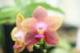 OrchidsRFun's Avatar