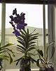 Click image for larger version
Name:	Vanda Pachara Delight.JPG
Views:	115
Size:	46.0 KB
ID:	1279