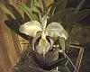 Click image for larger version
Name:	Cattleya mossiae alba 19Sep12.jpg
Views:	89
Size:	89.0 KB
ID:	1312