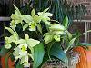 Click image for larger version
Name:	Blc. Ports of Paradise 'Emerald Isle' - day 5, 2011 (1).jpg
Views:	105
Size:	39.8 KB
ID:	1321