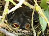 Click image for larger version
Name:	Baby Tico-tico.jpg
Views:	38
Size:	91.1 KB
ID:	527