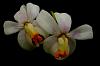 Click image for larger version
Name:	fournieriblush.jpg
Views:	49
Size:	36.0 KB
ID:	694