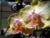 Click image for larger version
Name:	more flower stuff 070 Large Web view.jpg
Views:	23
Size:	73.5 KB
ID:	716