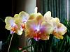 Click image for larger version
Name:	more new orchids 007 Standard e-mail view.jpg
Views:	28
Size:	46.1 KB
ID:	717