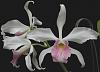 Click image for larger version
Name:	carnea.jpg
Views:	61
Size:	61.3 KB
ID:	797