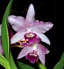 Click image for larger version
Name:	Cbowringiana8403.JPG
Views:	47
Size:	56.7 KB
ID:	914