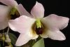 Click image for larger version
Name:	Dendrobium trantuanii 4.jpg
Views:	26
Size:	85.1 KB
ID:	916