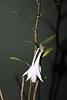 Click image for larger version
Name:	callista longicornus flower.jpg
Views:	30
Size:	10.2 KB
ID:	925