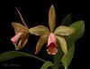 Click image for larger version
Name:	cattleya_fulvescensA2010.jpg
Views:	38
Size:	26.0 KB
ID:	947