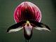 Let's discuss successes with all aspects of growing Paphiopedilums in Louisiana.