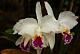 share experience with cattleya species