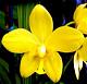 We are interested in growing terrestrial orchids within greenhouse conditions or outdoors as garden landscaping plants.