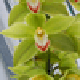 Marian's Avatar